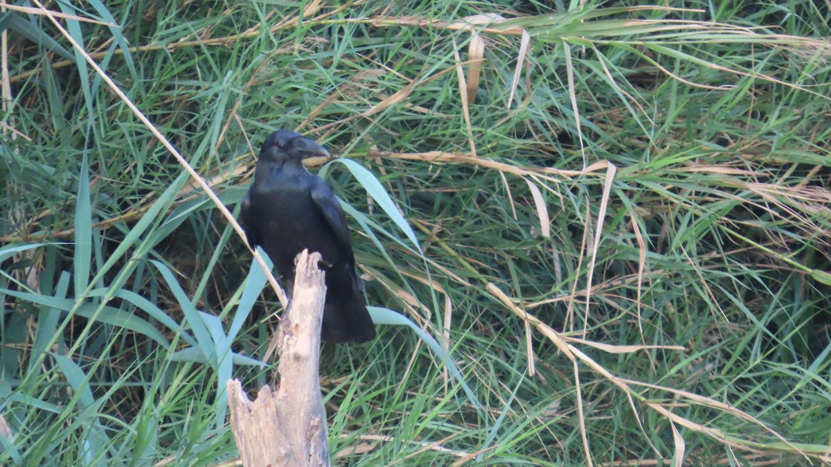 Large-billed Crow - ML617866577