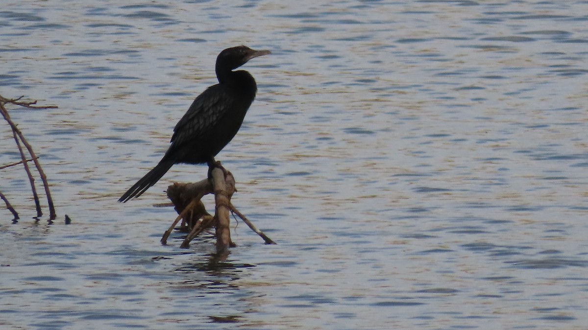 Little Cormorant - ML617866582