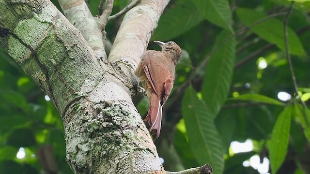 Hoffmanns's Woodcreeper - ML617866585