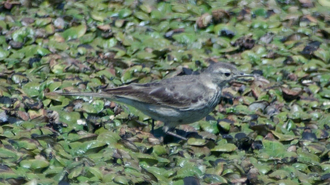 American Pipit - ML617866586