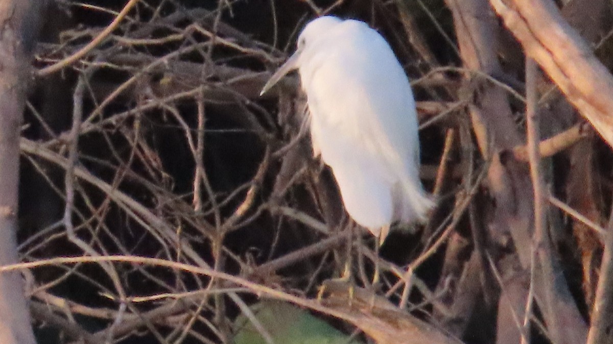 Little Egret - ML617866612