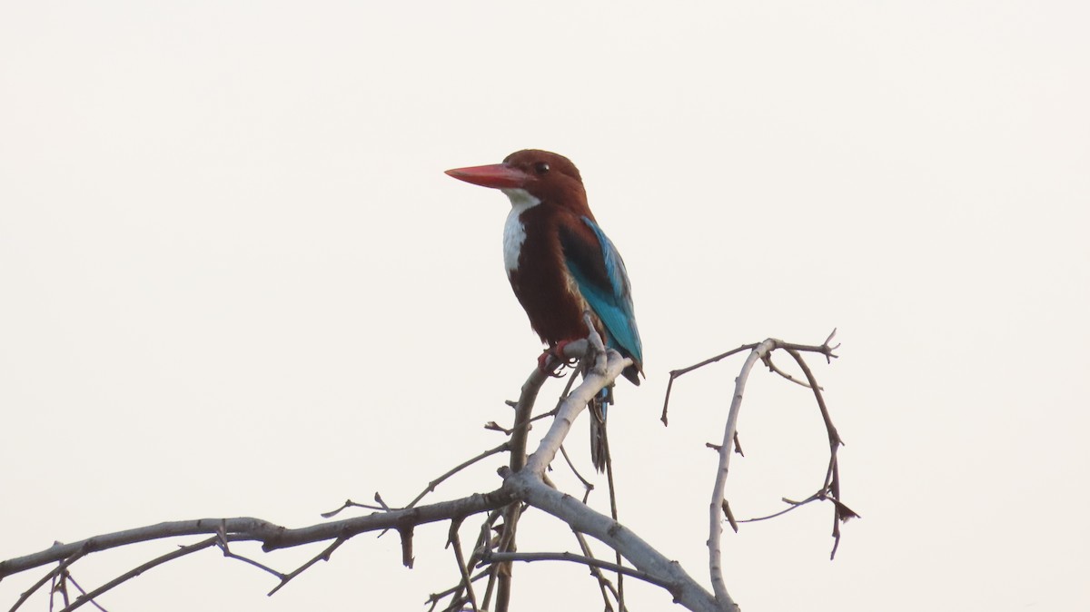 White-throated Kingfisher - ML617866630