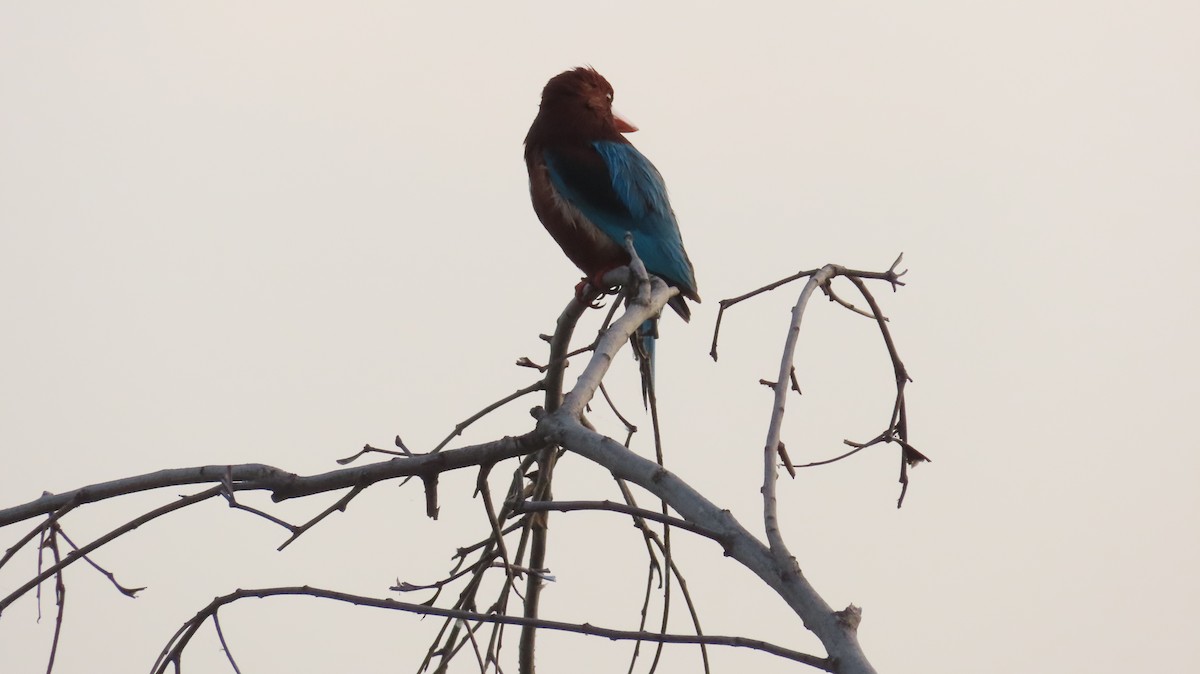 White-throated Kingfisher - ML617866632