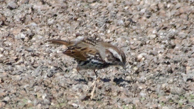 Song Sparrow - ML617866638