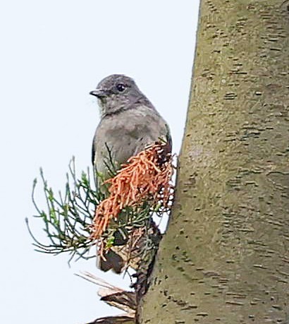 Ashy Flycatcher - Maciej  Kotlarski