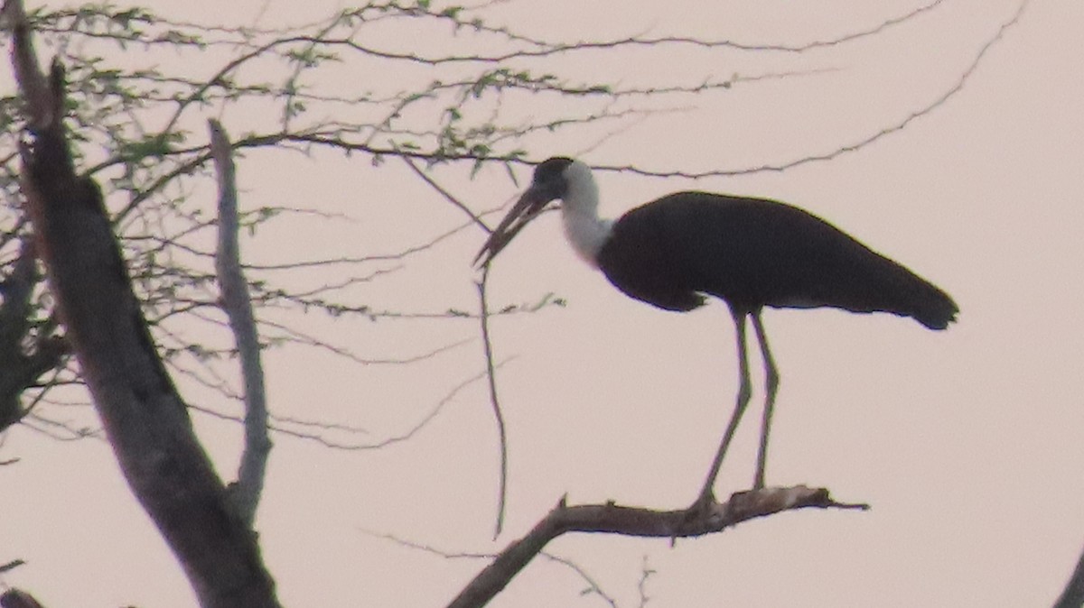 Asian Woolly-necked Stork - ML617866668