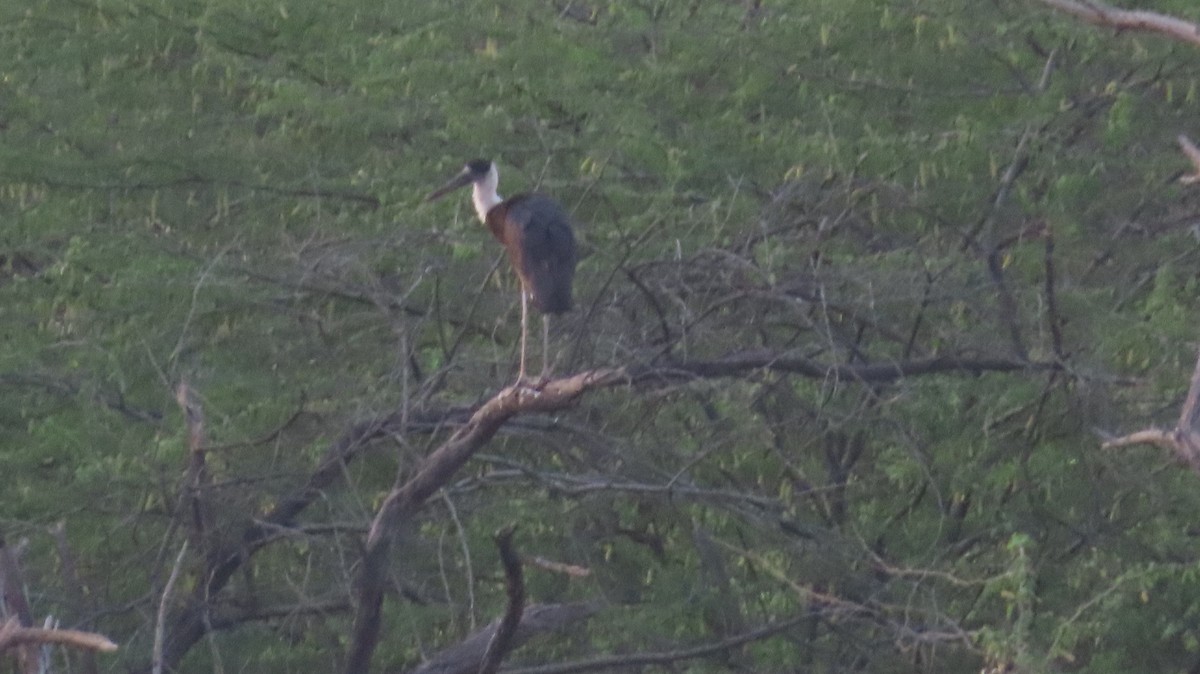 Asian Woolly-necked Stork - ML617866669