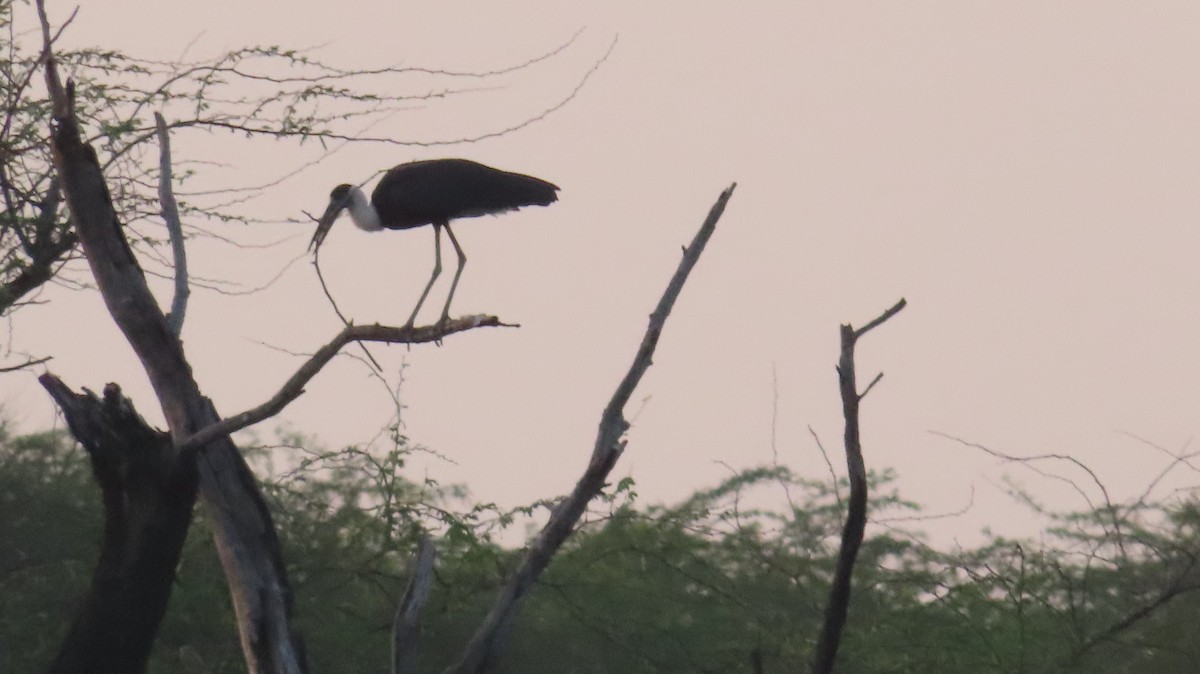 Asian Woolly-necked Stork - ML617866673