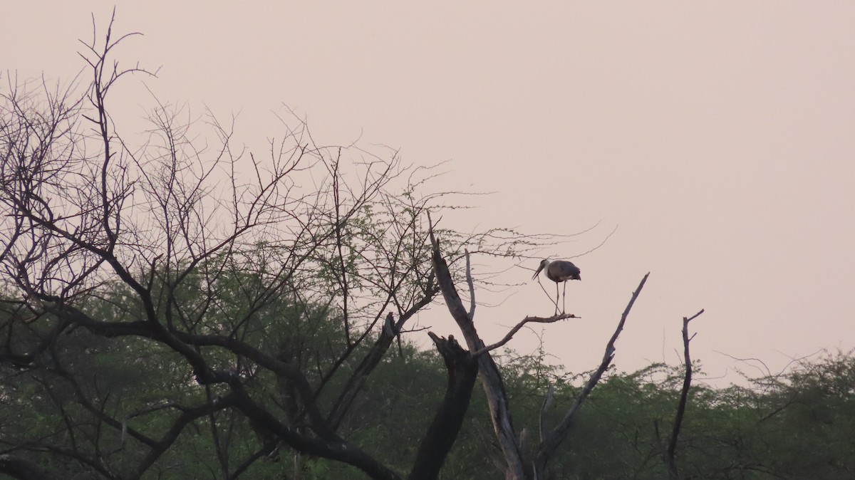 Asian Woolly-necked Stork - ML617866674