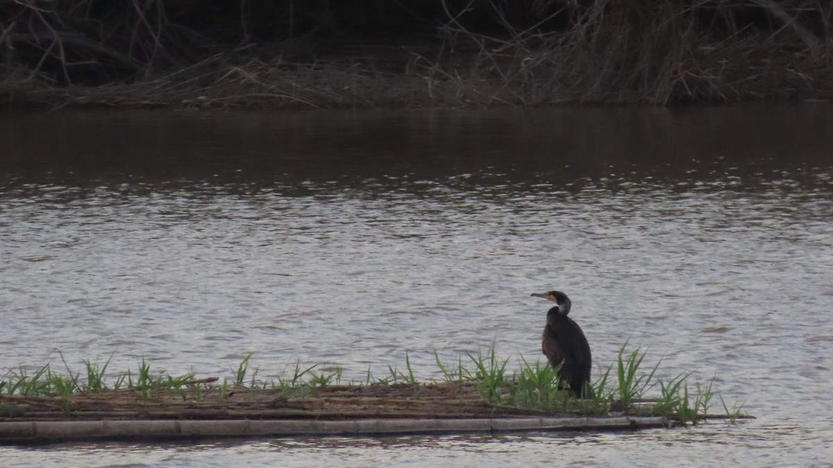 Cormorán Grande - ML617866690