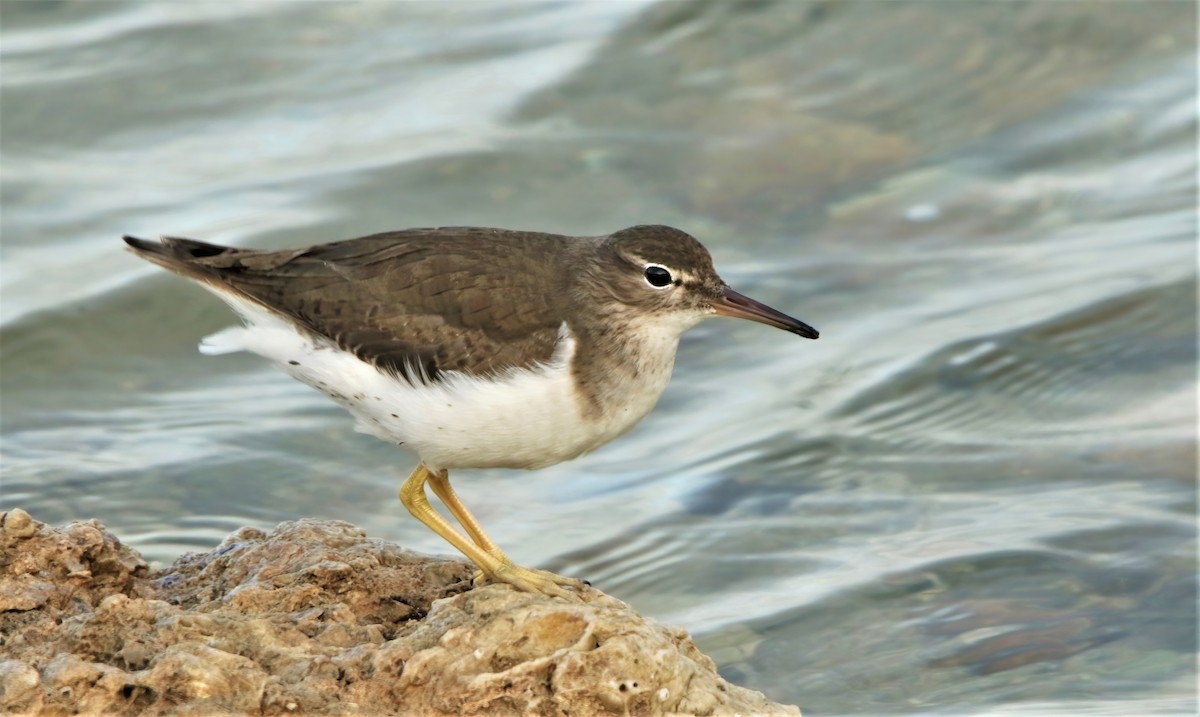 Spotted Sandpiper - ML617866702