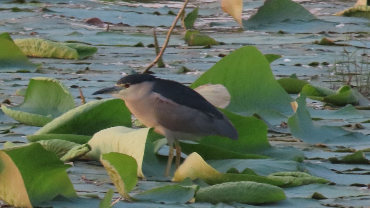 Black-crowned Night Heron - Sunita Dighe