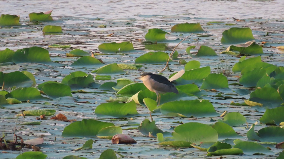 Black-crowned Night Heron - ML617866713