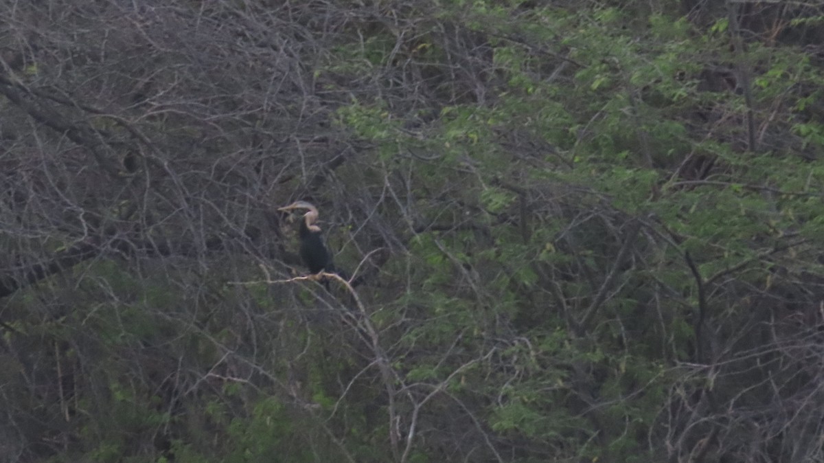 Anhinga Asiática - ML617866727