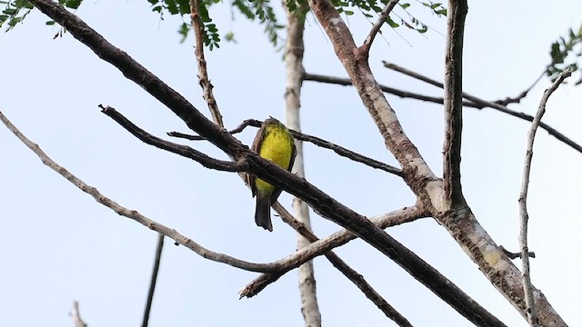 Dusky-chested Flycatcher - ML617866761