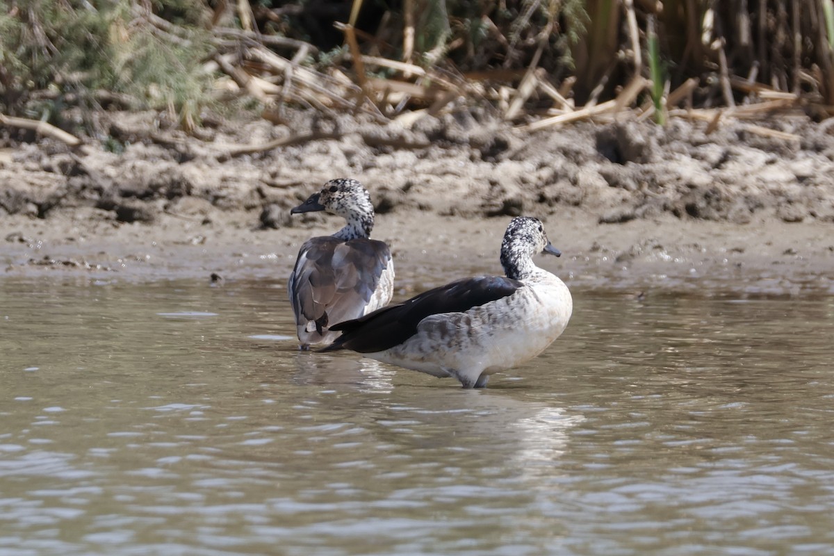 Knob-billed Duck - ML617866775