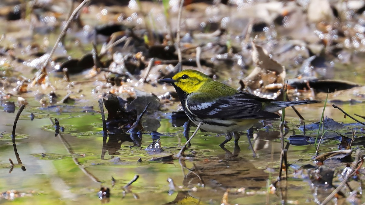 Black-throated Green Warbler - Brenda Bull