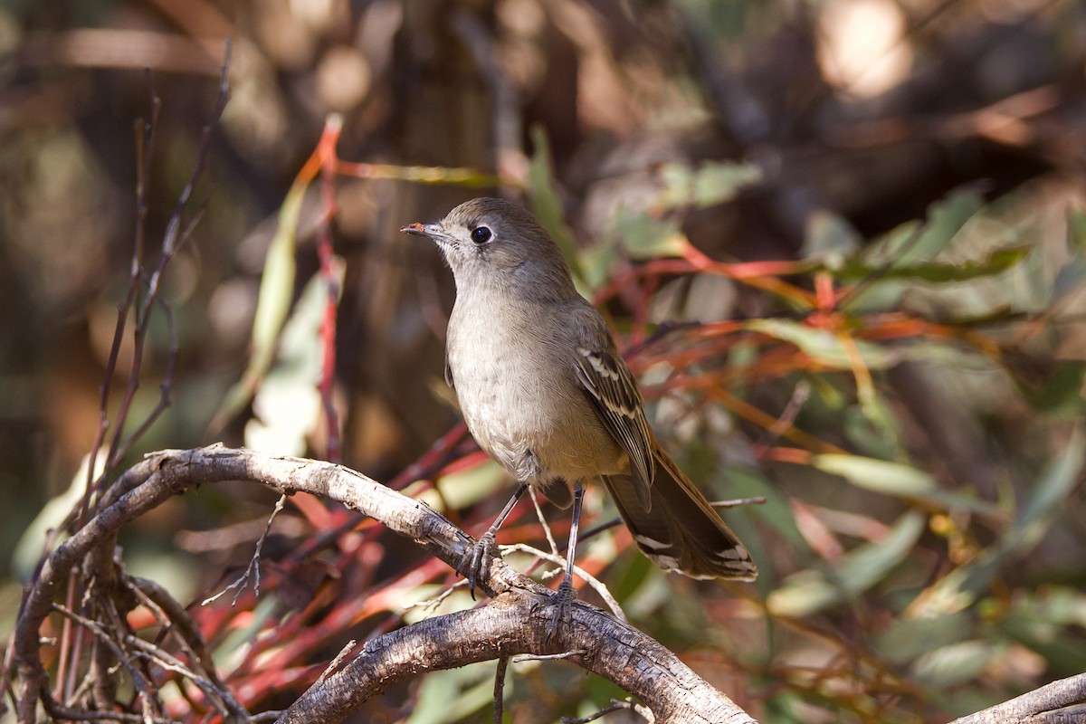 Southern Scrub-Robin - ML617866793