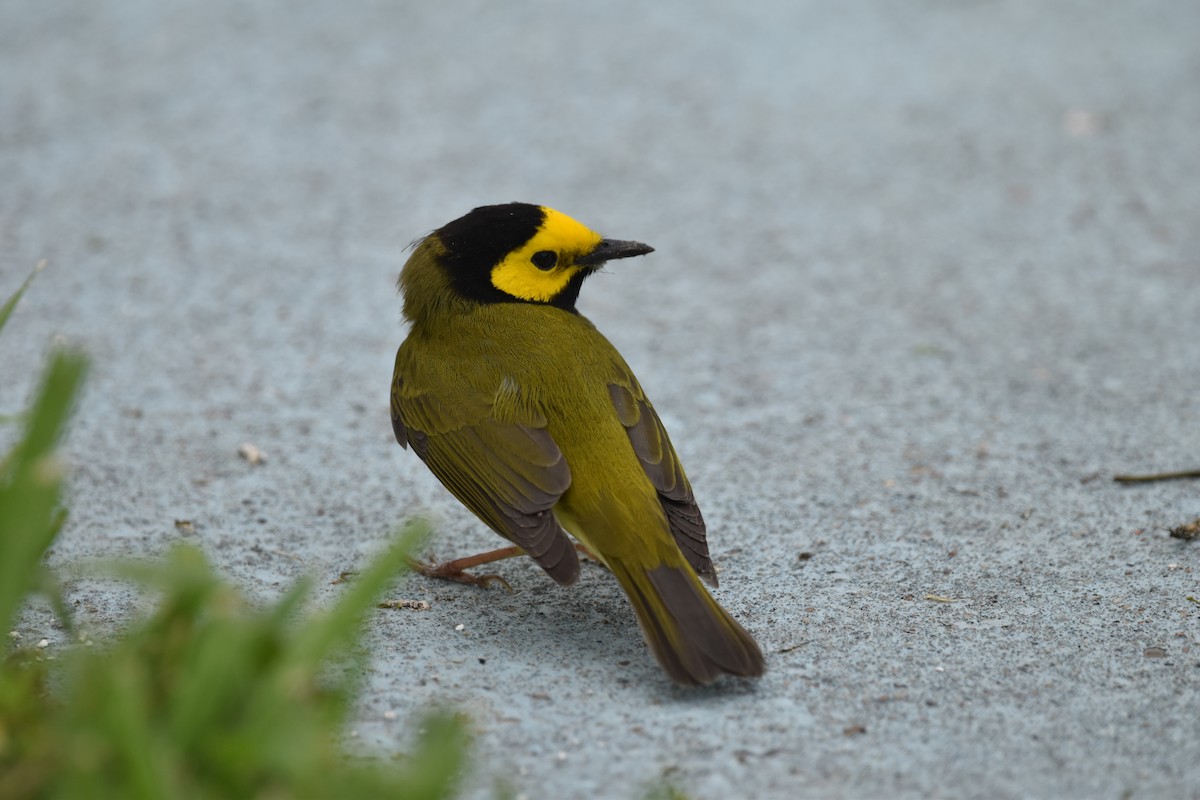 Hooded Warbler - ML617866809