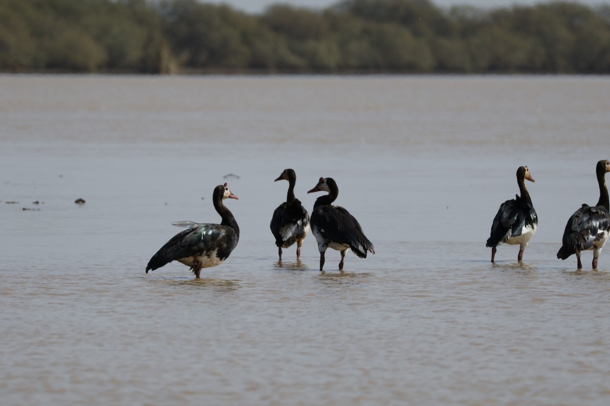 Spur-winged Goose - ML617866910