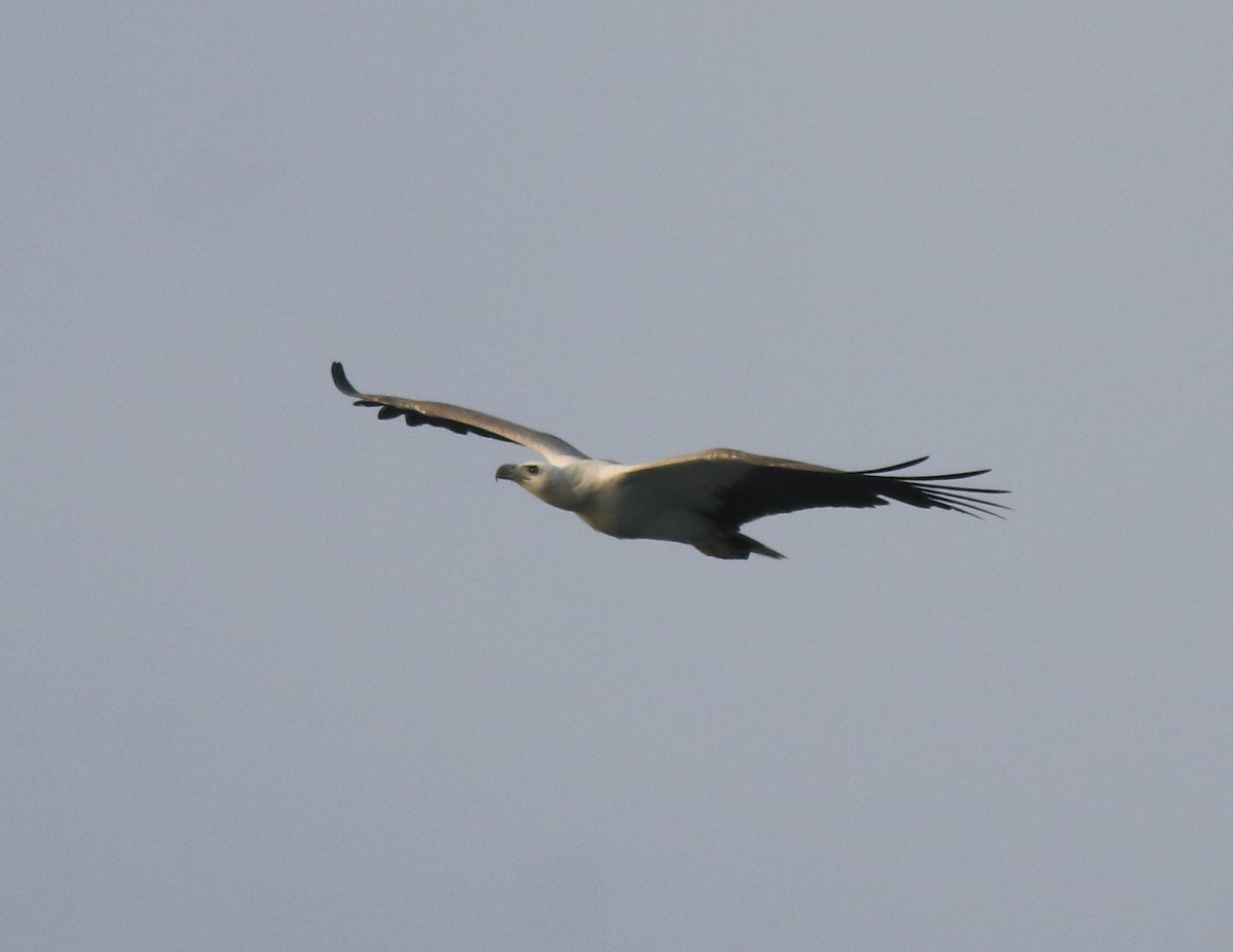 White-bellied Sea-Eagle - ML617866926