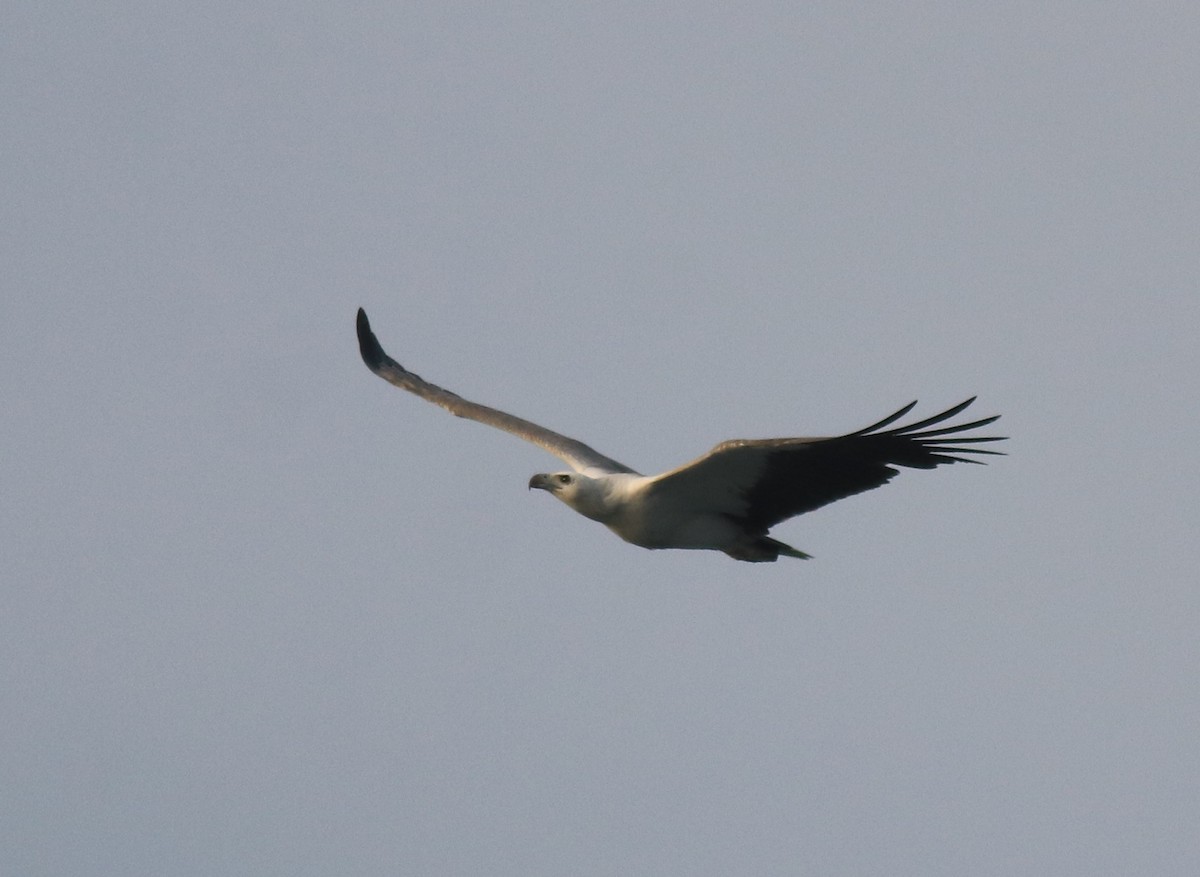 White-bellied Sea-Eagle - ML617866927