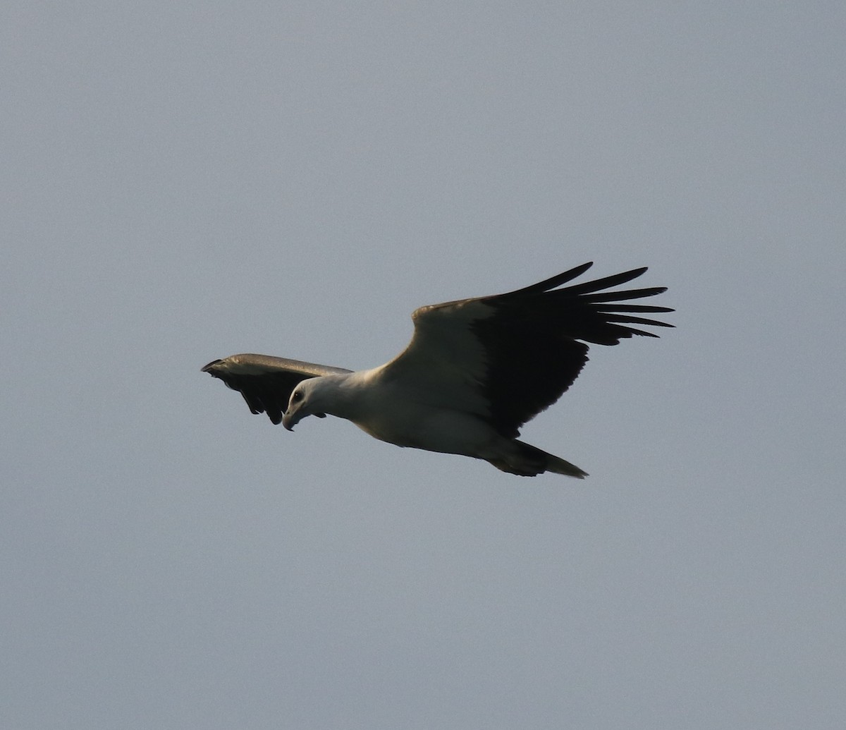 White-bellied Sea-Eagle - ML617866932