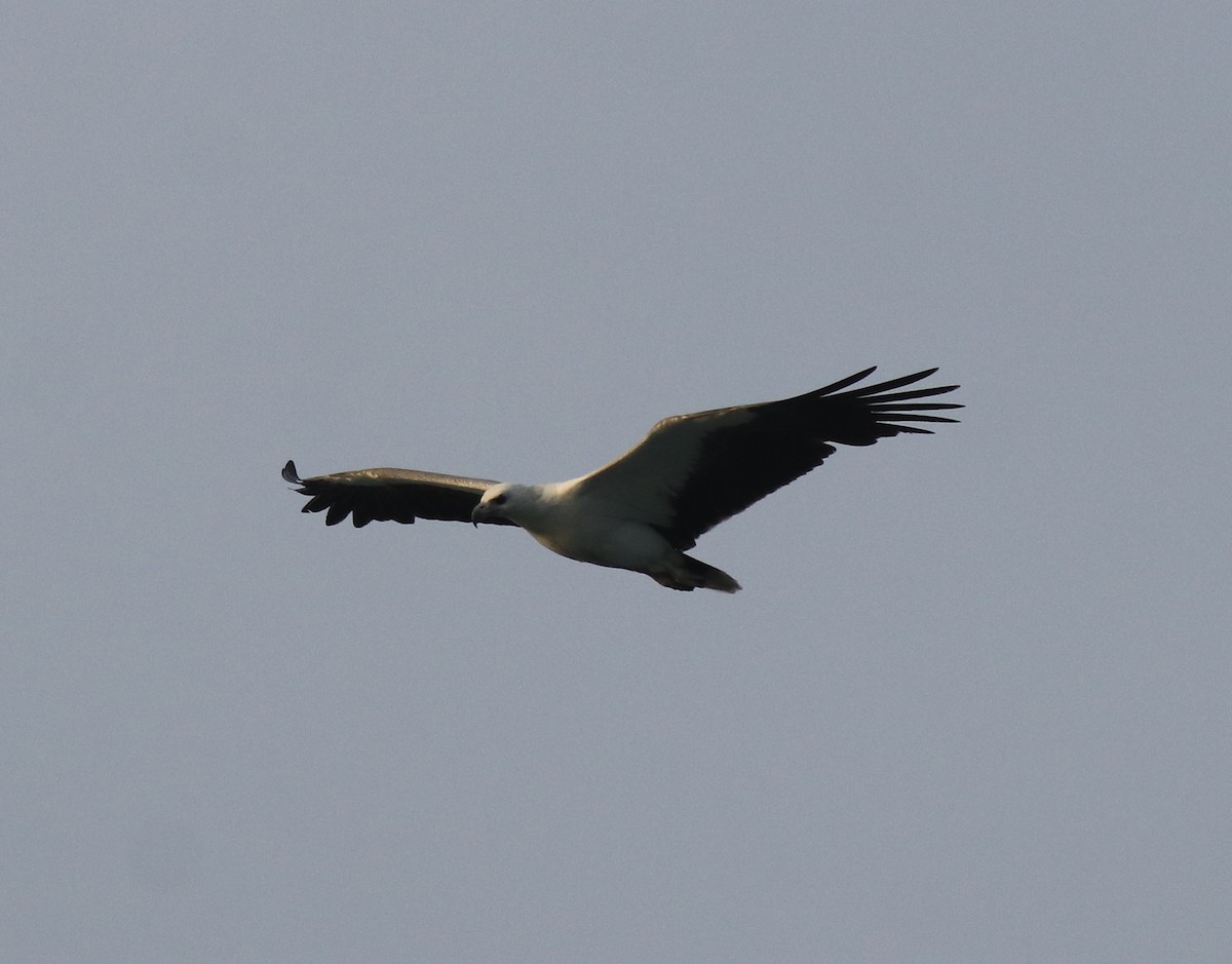 White-bellied Sea-Eagle - ML617866934