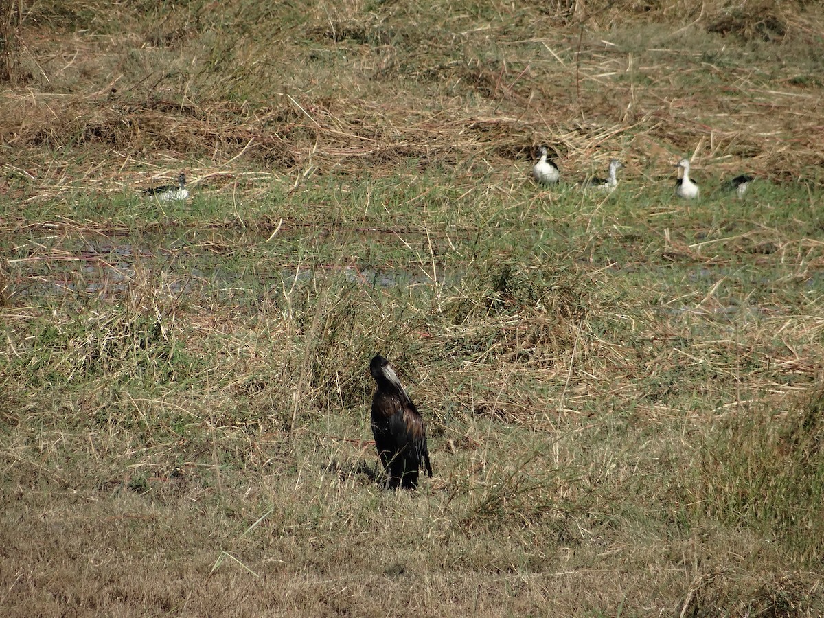 Knob-billed Duck - ML617866945