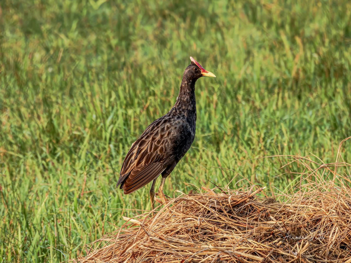 Watercock - ML617866947