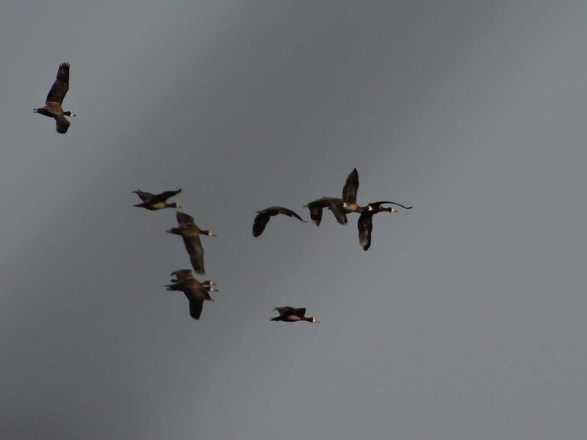 White-faced Whistling-Duck - ML617867034