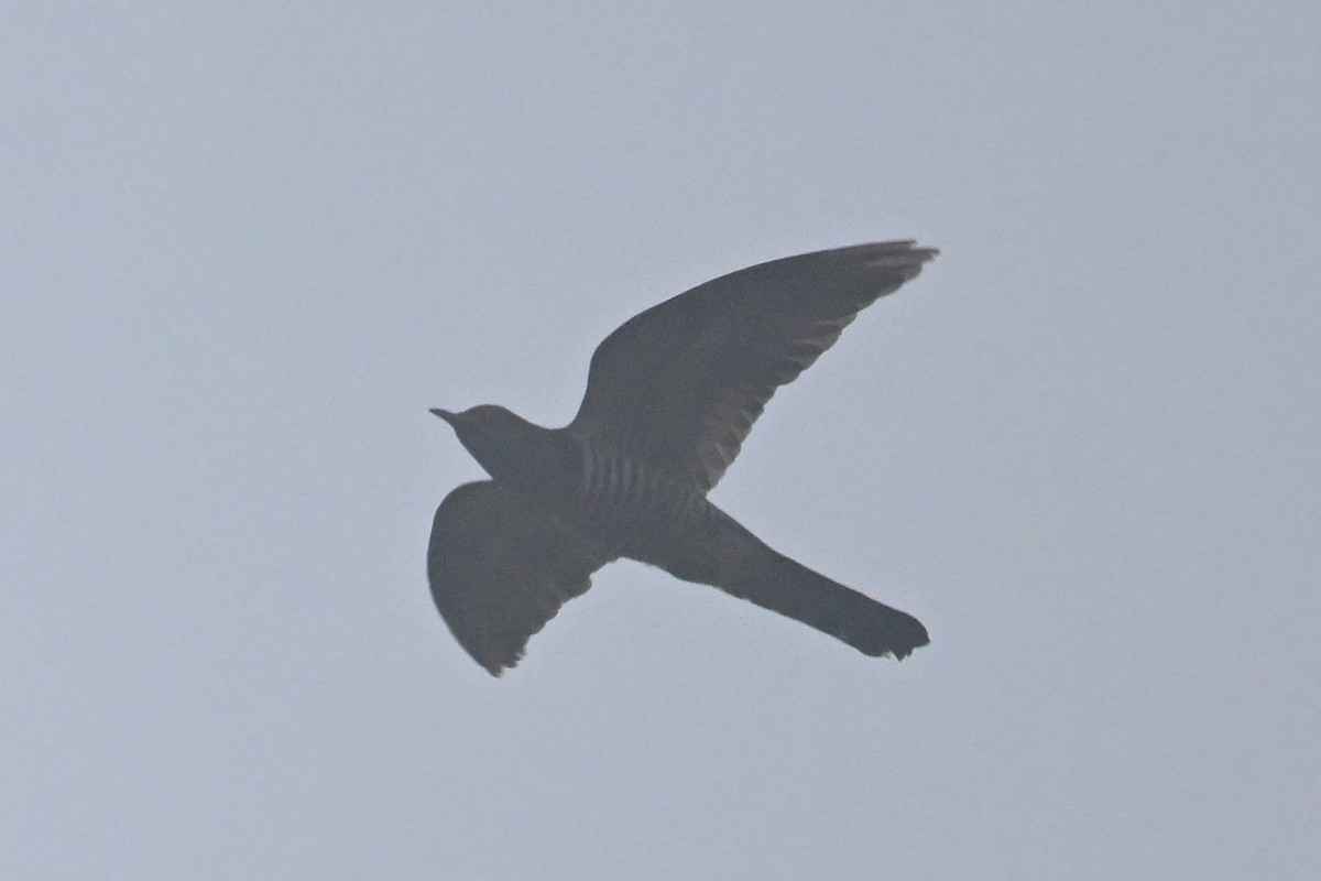 Indian Cuckoo - Ting-Wei (廷維) HUNG (洪)