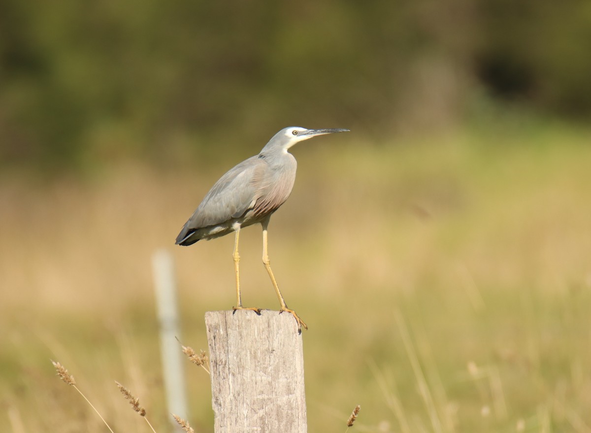 White-faced Heron - ML617867045