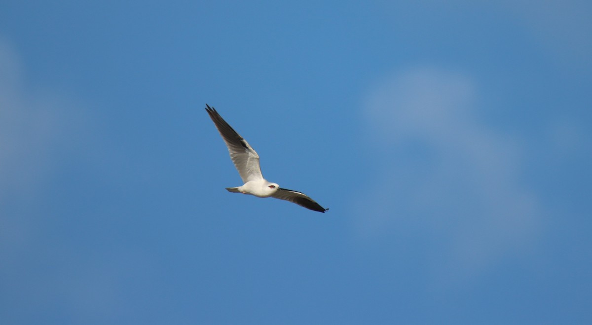 Black-shouldered Kite - Sharon Redman