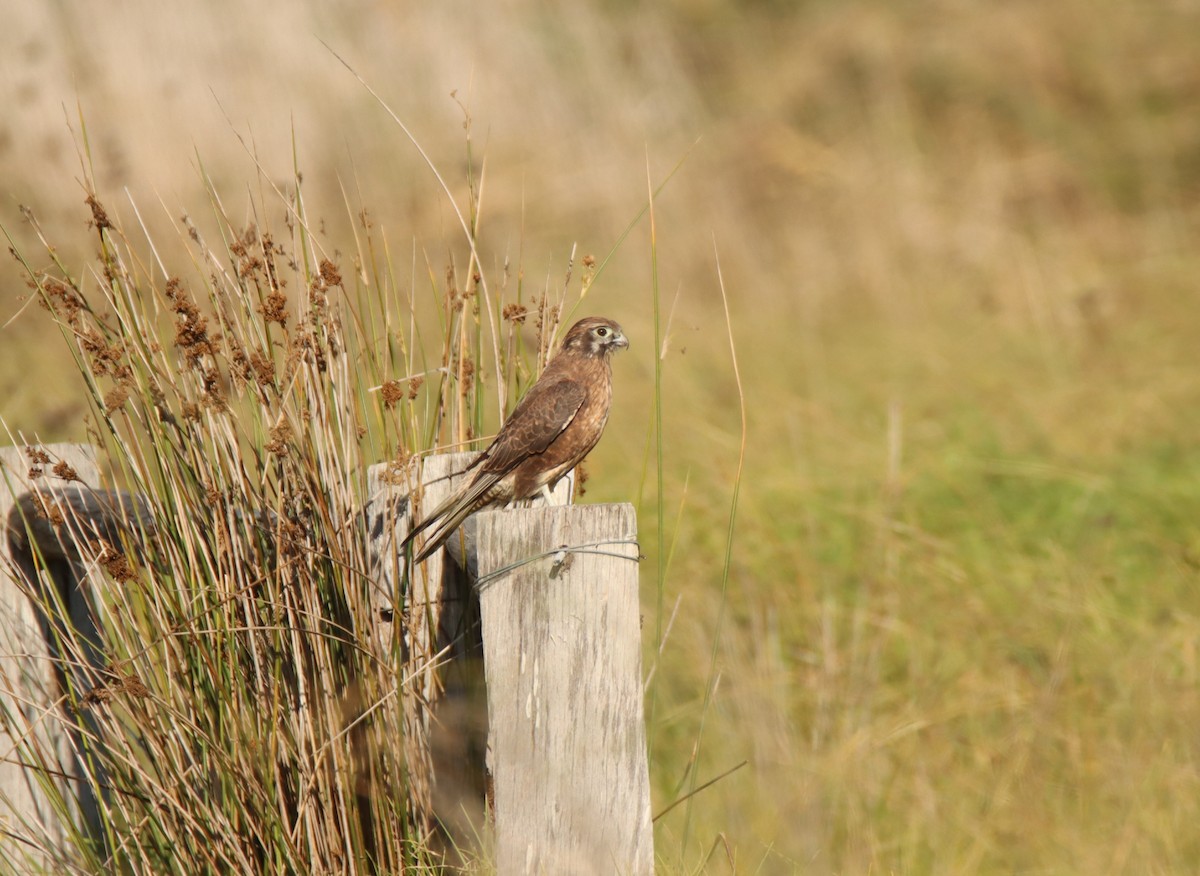 Brown Falcon - ML617867069