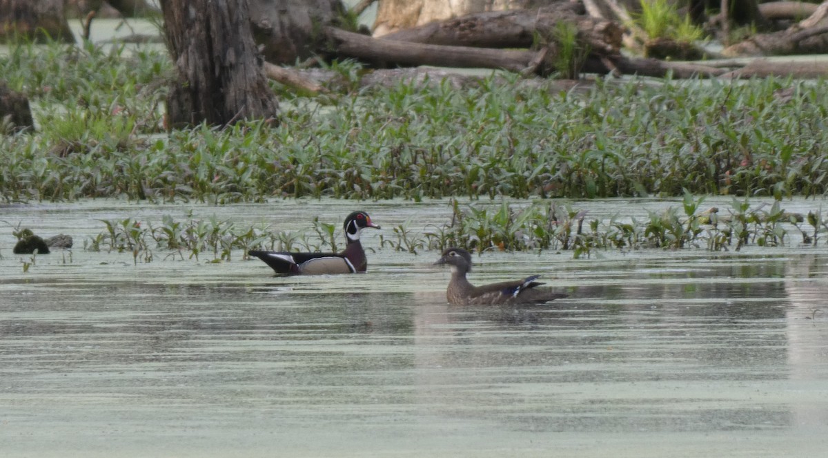 Wood Duck - ML617867140