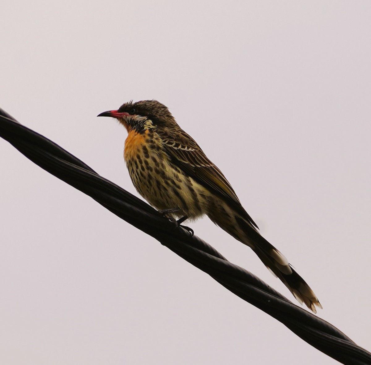 Spiny-cheeked Honeyeater - Andrew McDonald