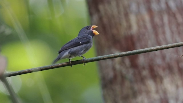 Slate-colored Seedeater - ML617867237