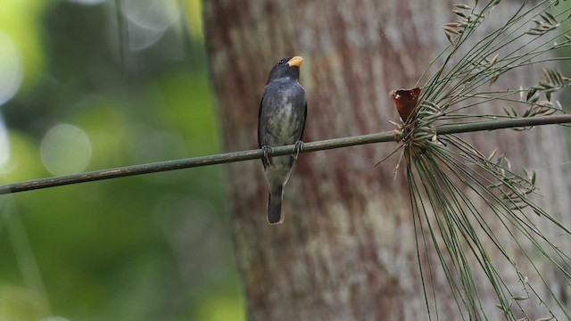 Slate-colored Seedeater - ML617867238