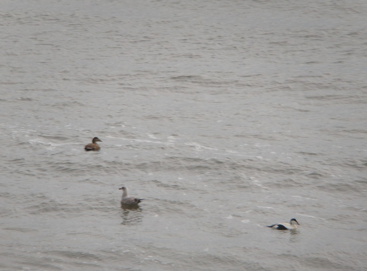 Common Eider - ML617867256