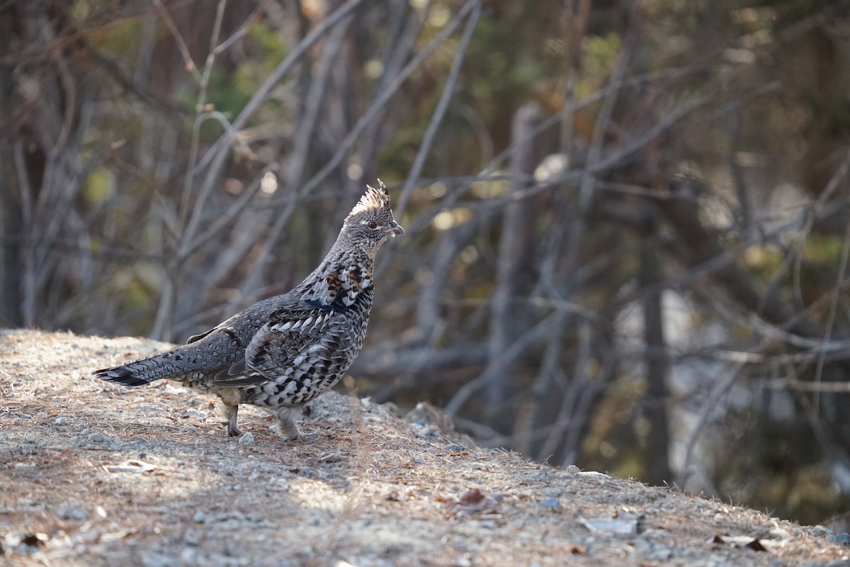 Ruffed Grouse - ML617867315