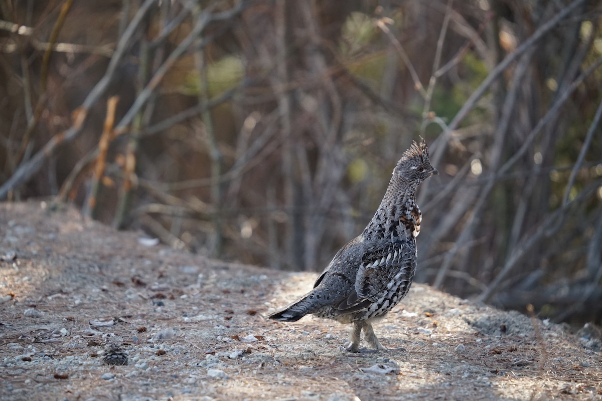 Ruffed Grouse - ML617867316