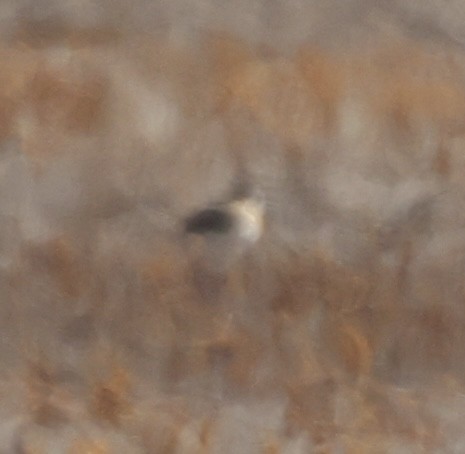 Mountain Plover - ML617867368