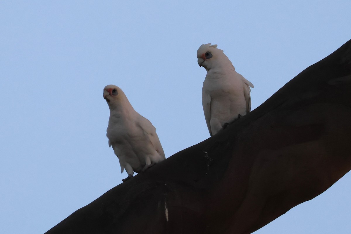 Little Corella - ML617867404