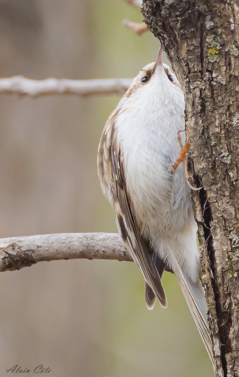 Brown Creeper - ML617867414