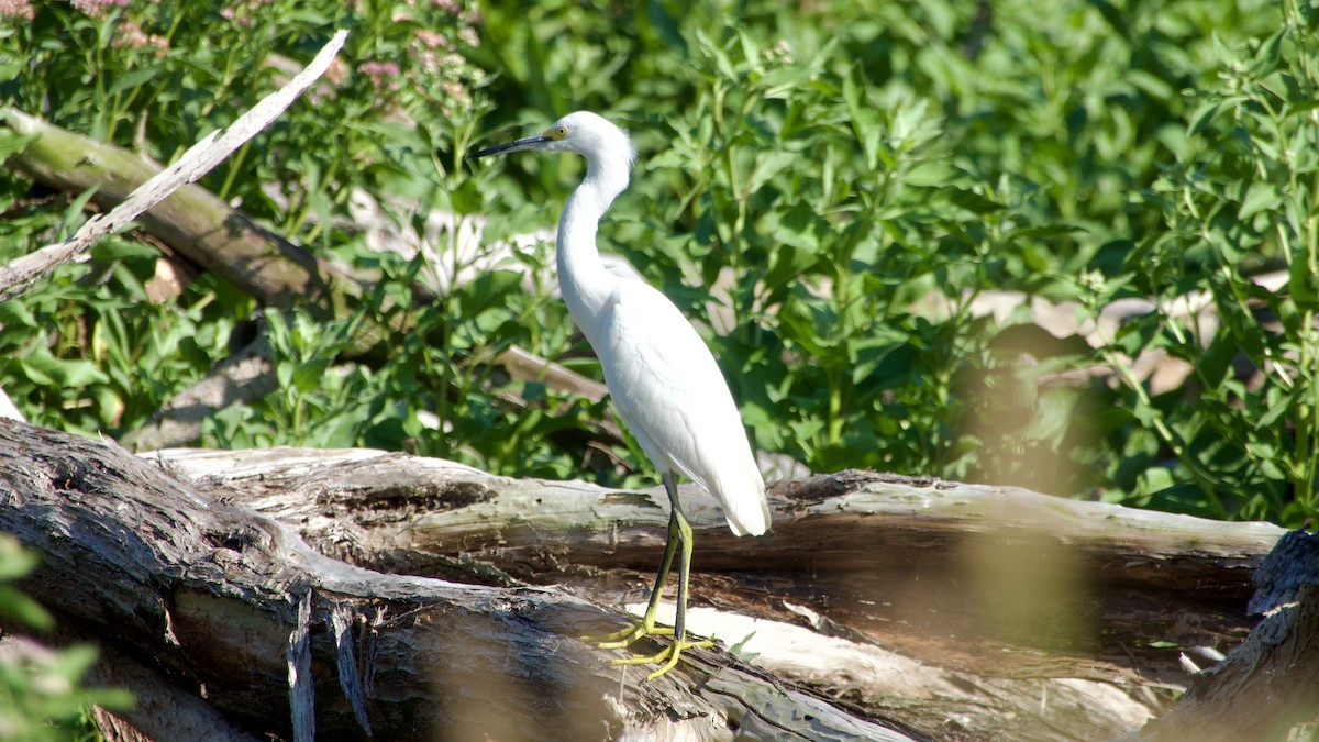 Snowy Egret - ML617867415