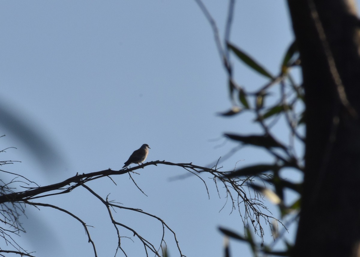 European Turtle-Dove - ML617867439