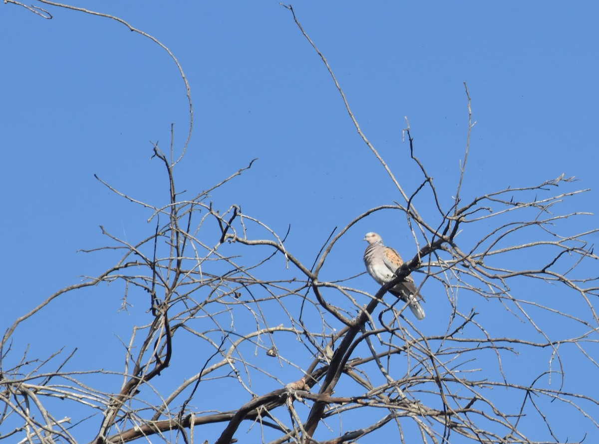 European Turtle-Dove - ML617867440