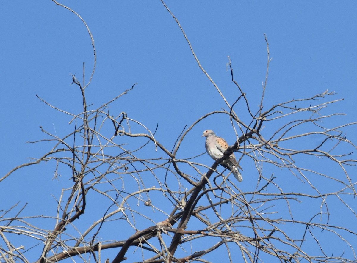 European Turtle-Dove - ML617867441