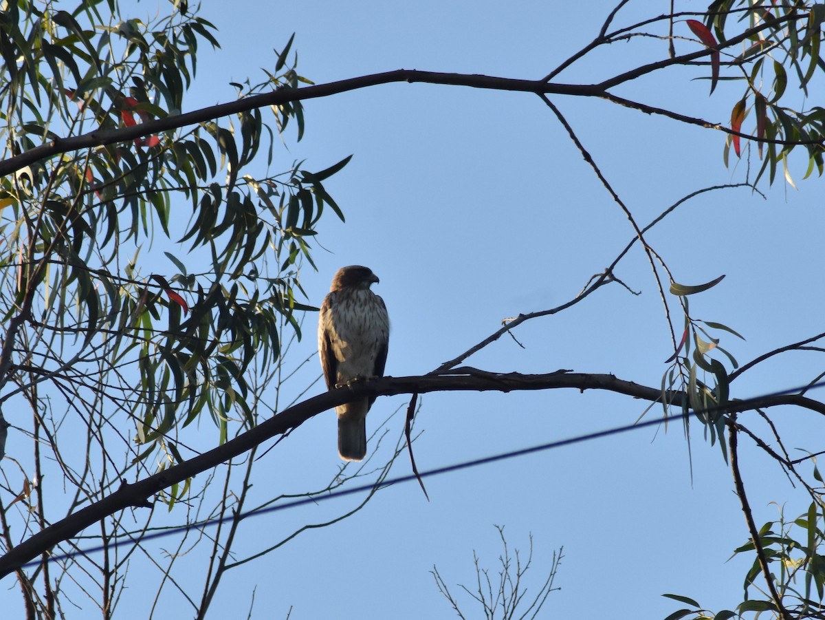 Booted Eagle - ML617867447